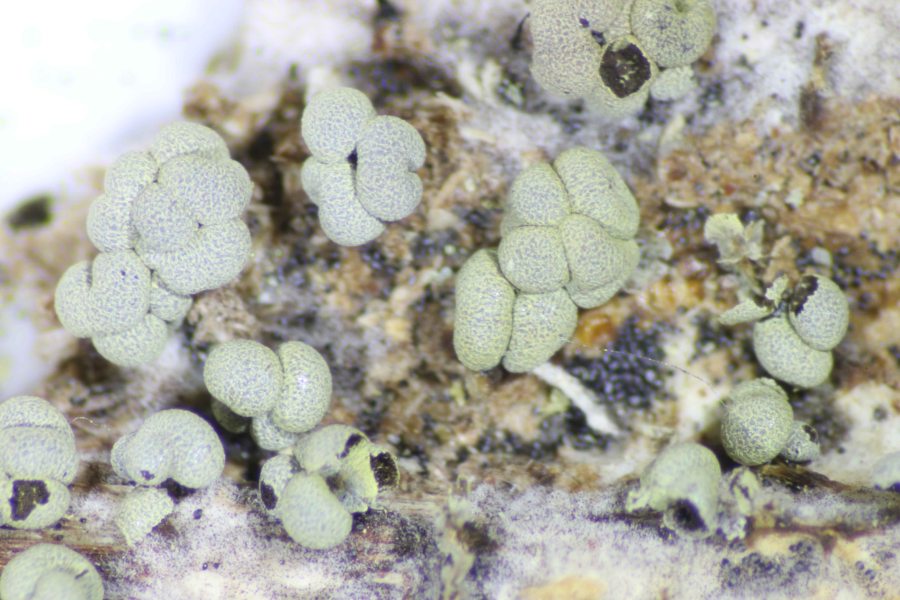 physarum virescens